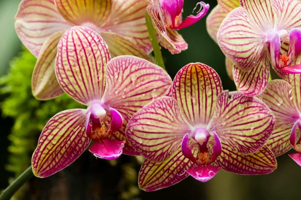Pink and yellow orchid
