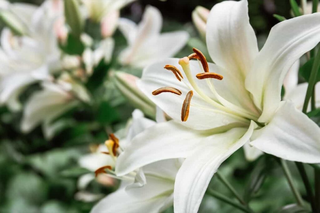 White lily flowers 
