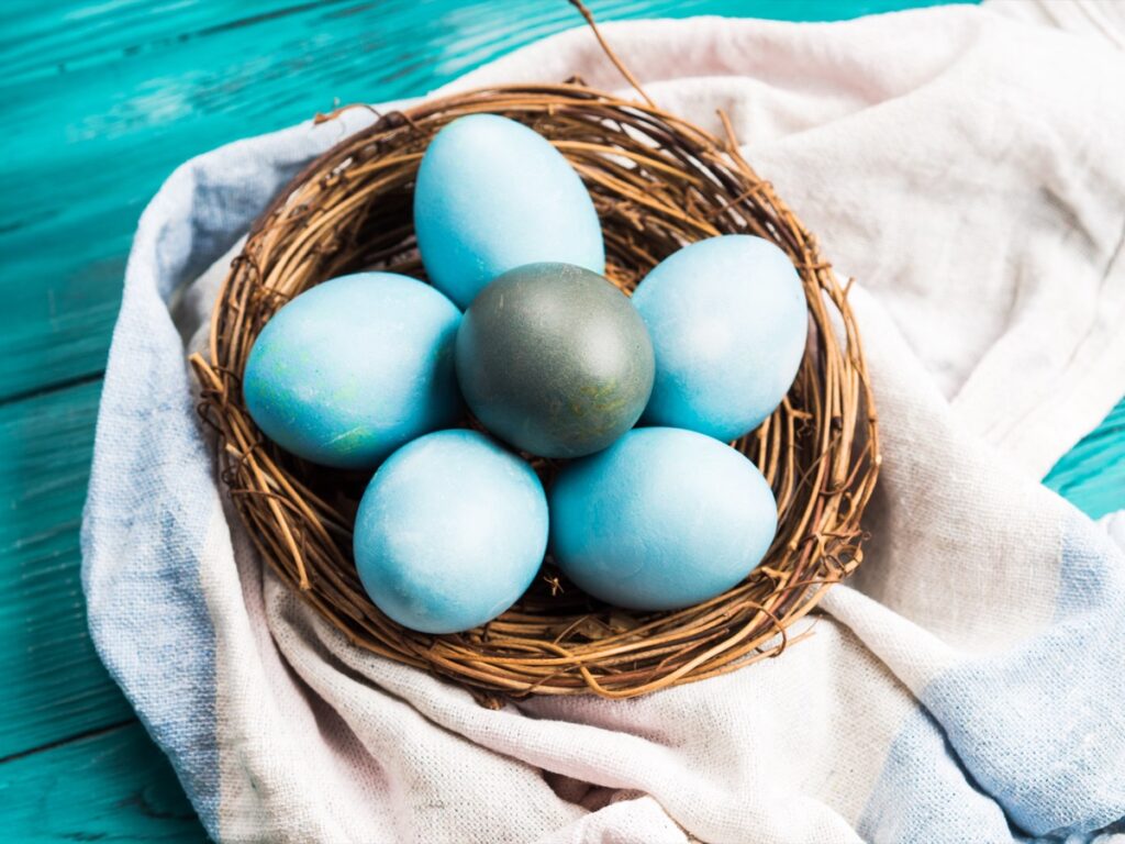 Blue Chicken Eggs