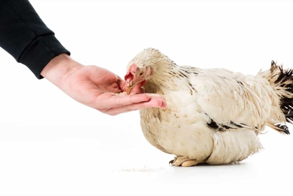  feeding a hen in the poultry