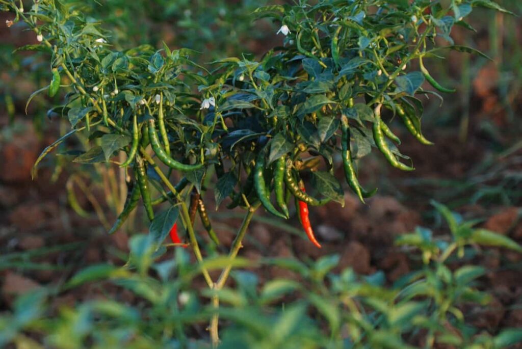 Chilli Pepper Cultivation Cost