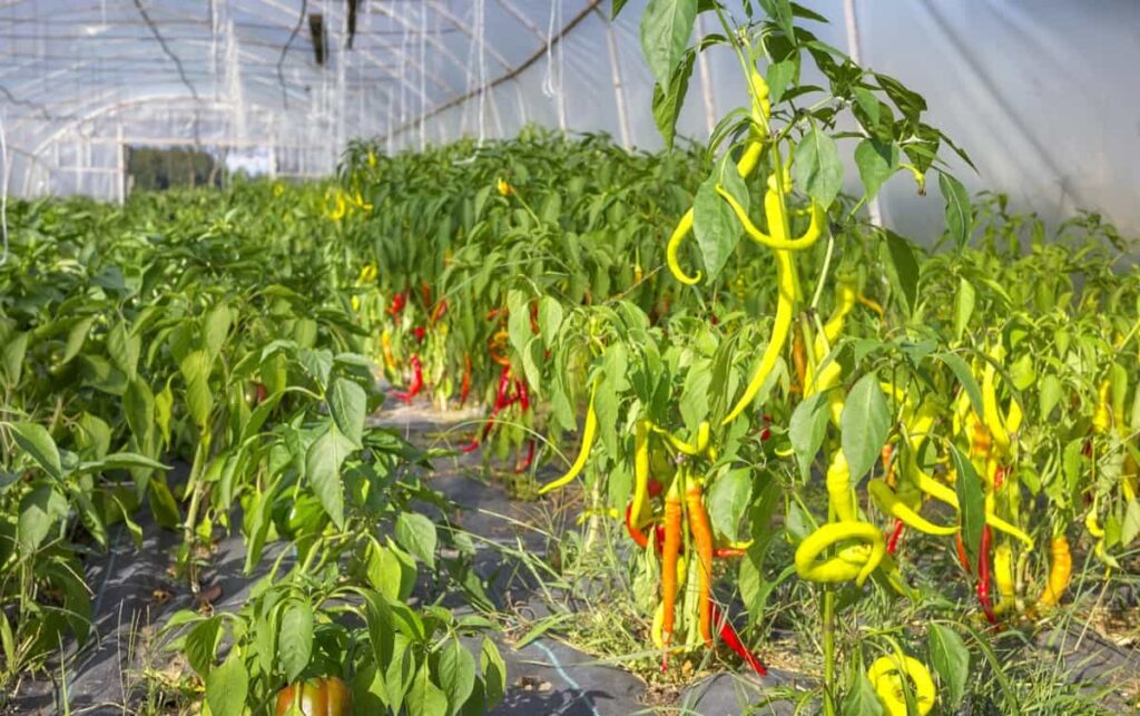 Greenhouse cultivation of organic peppers