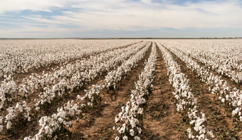 Cotton Cultivation Cost