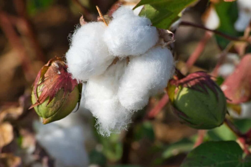 Cotton Cultivation Cost2