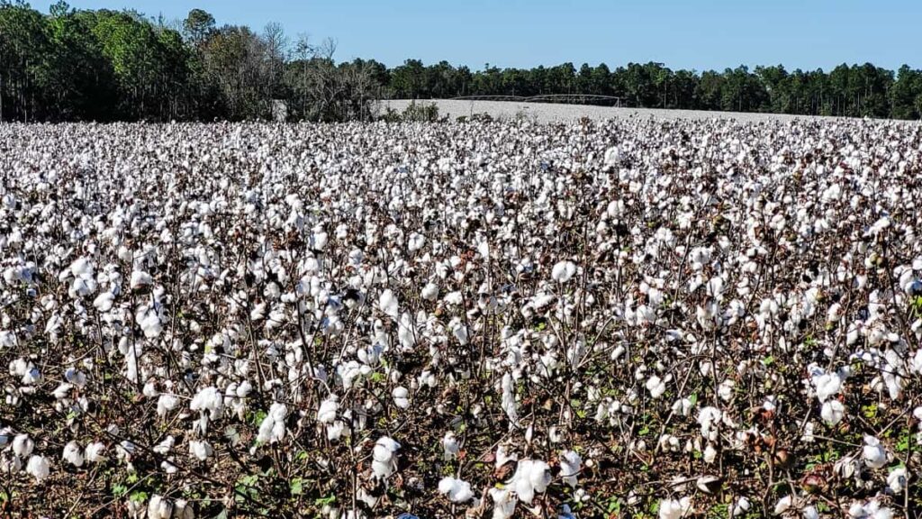 Cotton Cultivation Cost3