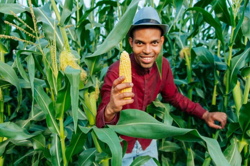 Corn Harvesting