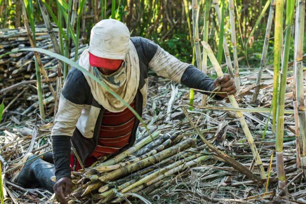 Sugarcane Harvesting