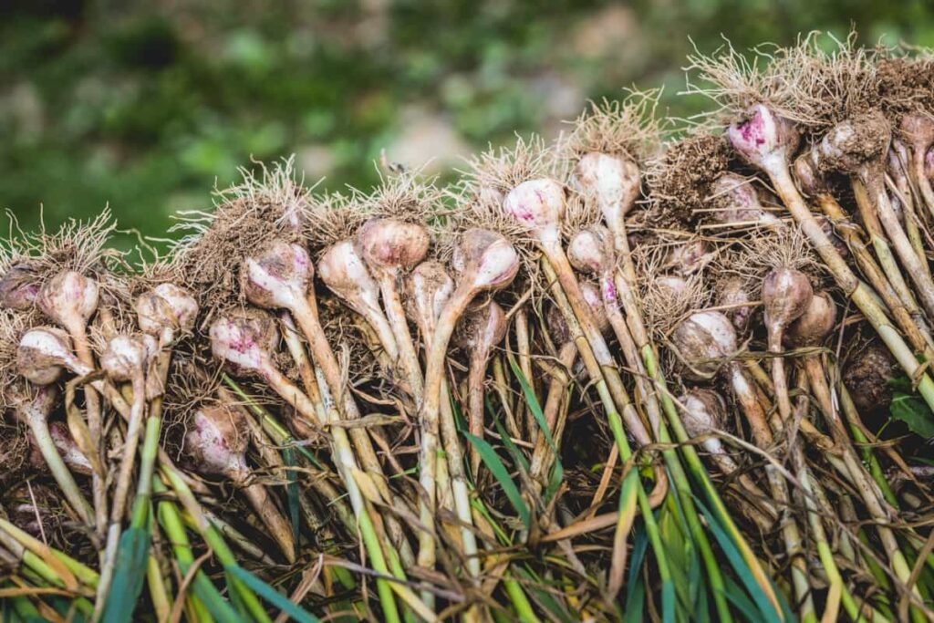 Garlic Cultivation Cost Per Acre
