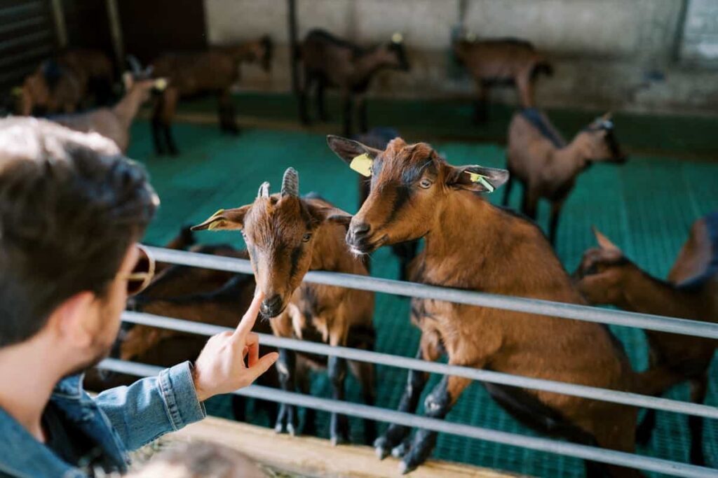 Goat Farming in Andhra Pradesh 