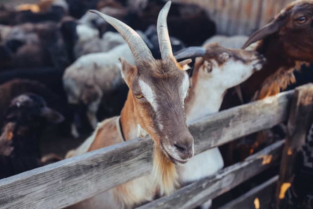 goat in wooden corral 