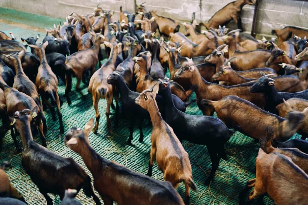 Herd of goats stands on the floor in a paddock 