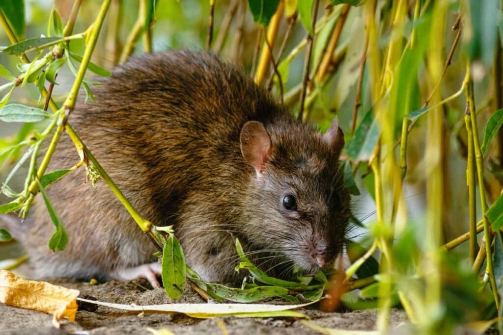 brown rat in the garden on a sunny day
