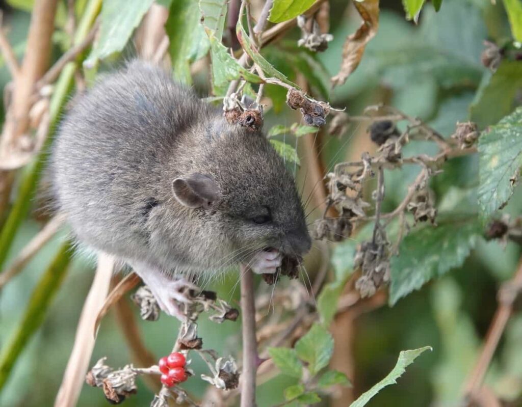 Grey rat perching on a blackberry bush eating with its paws