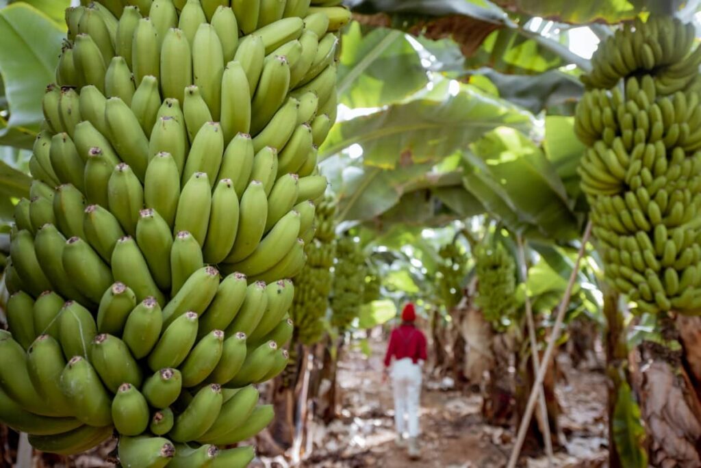 How to Increase Banana Yield
