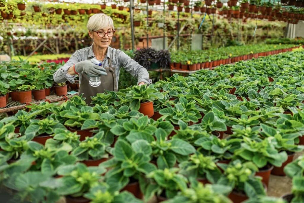 florist with spray bottle while nourishing potted flowers in plant nursery