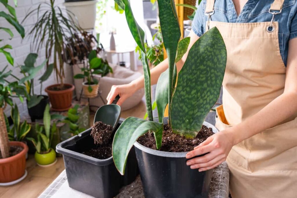 Repotting a home plant succulent