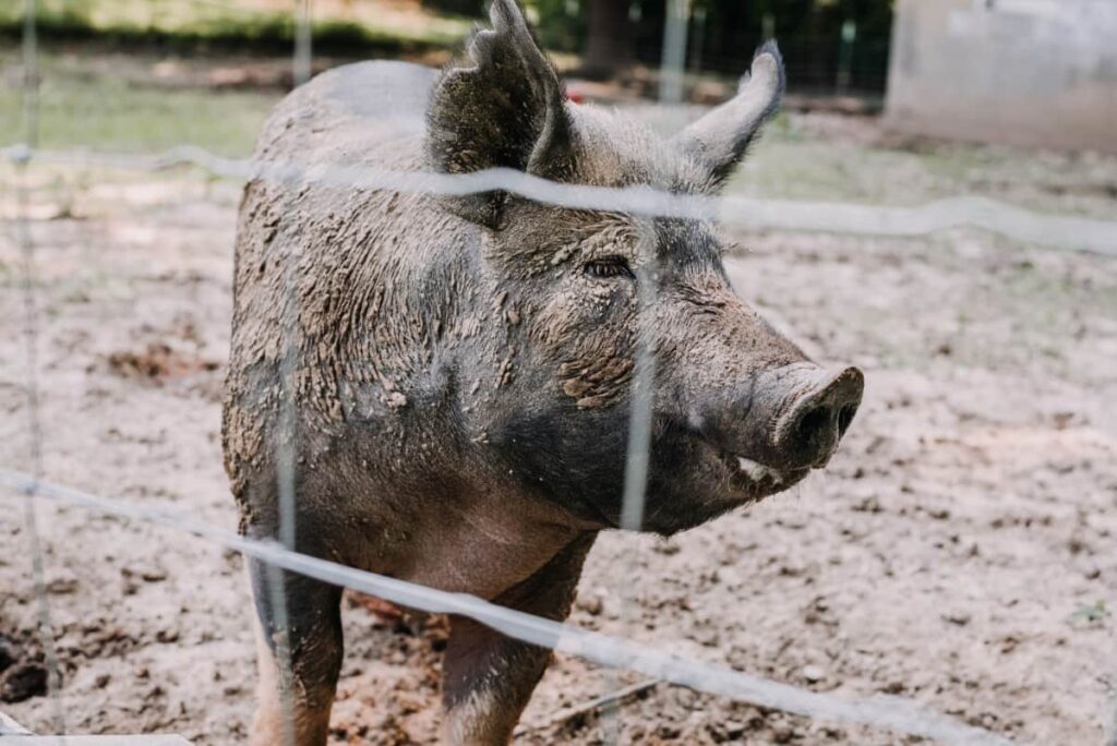 A Pig on A Farm