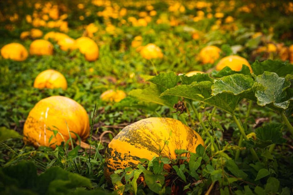 How to Tell When Squash and Pumpkins are Ready to Harvest