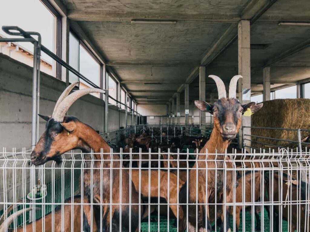 Brown goats inside fence