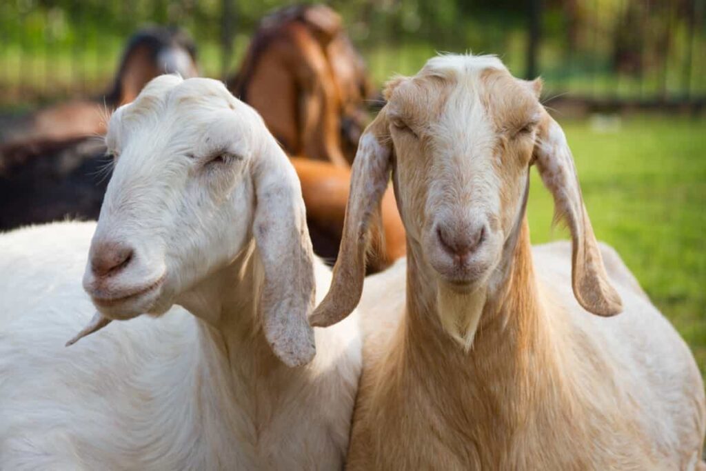 goats in the ranch