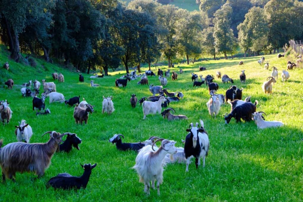 Kerala Goat Farming