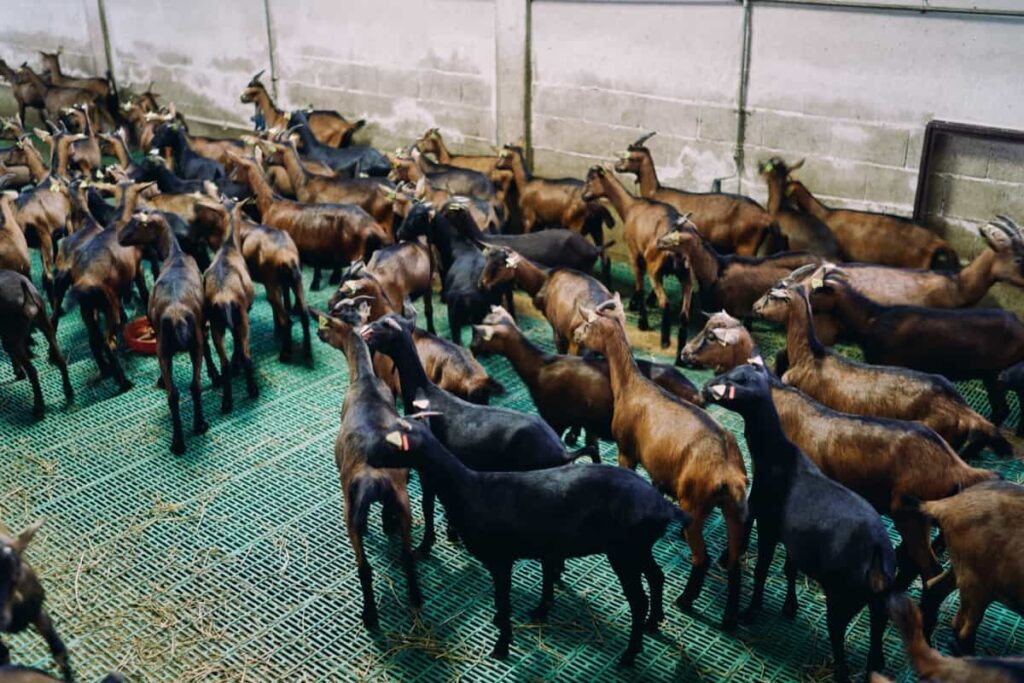 Goats Inside an Indoor Farm