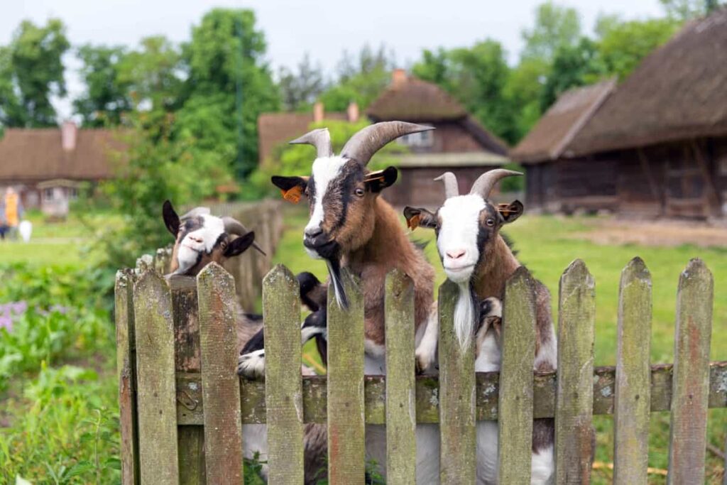 Wooden Goat Fencing