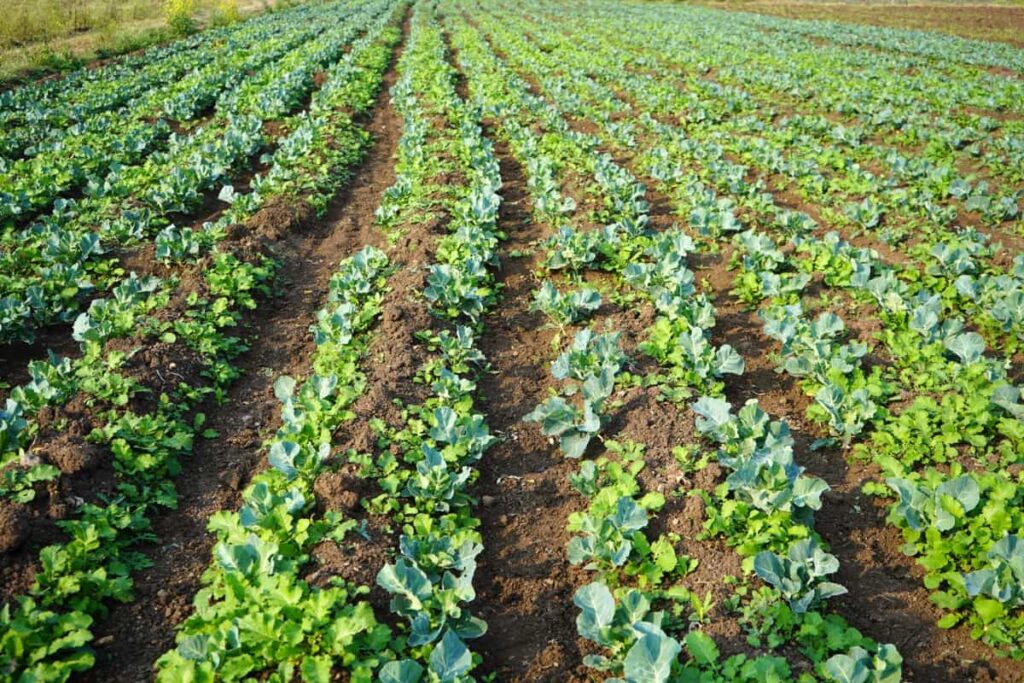 Key Differences Between Natural Farming and Organic Farming