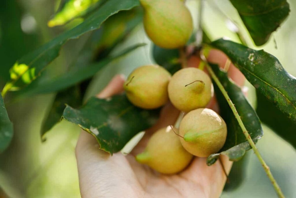 Macadamia Nuts Cultivation