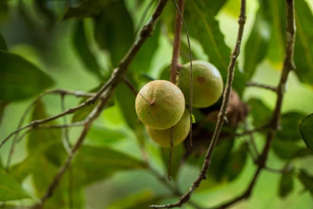 Macadamia nut on the plant