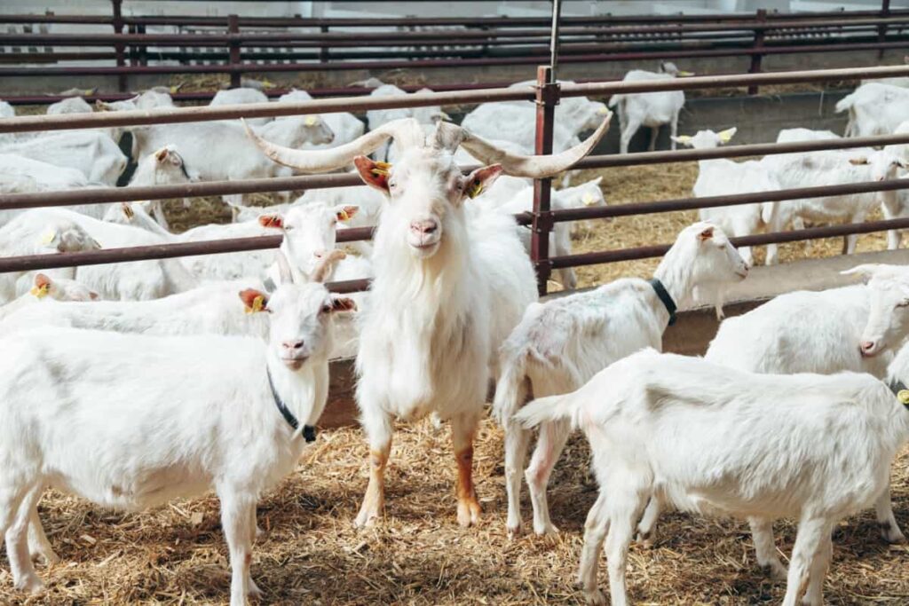 White Goats Inside Farm