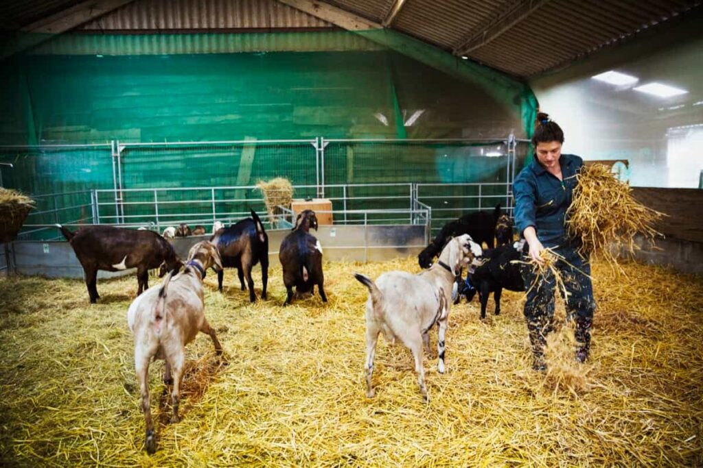 Feeding Goats in the Goat Farm