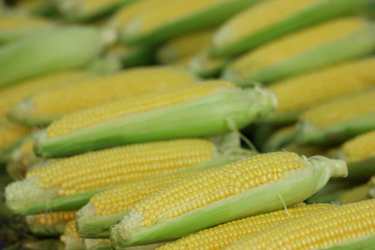 Ripe corn cobs at farmers market