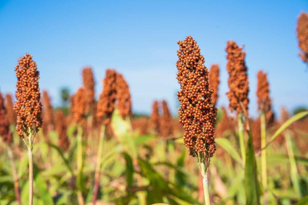 Millets Cultivation Cost