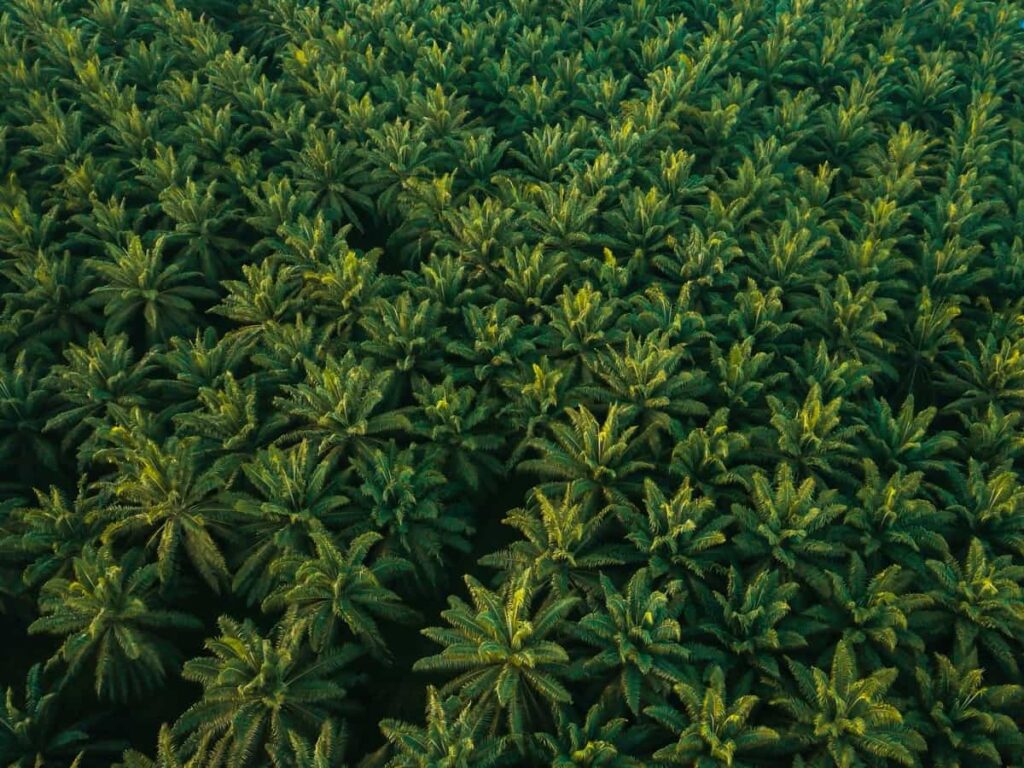 Oil Palm Cultivation Cost Per Acre in India