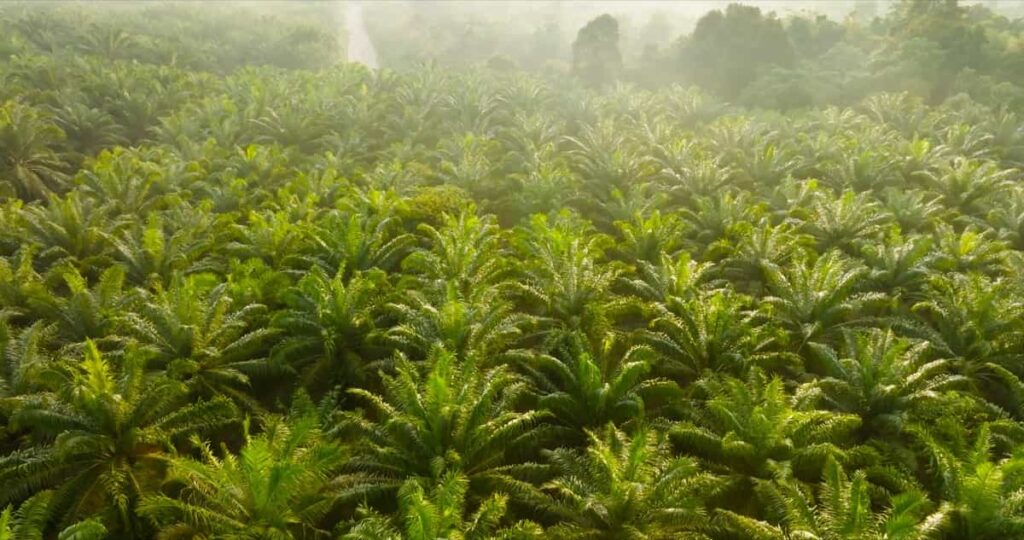 palm oil plantation 
