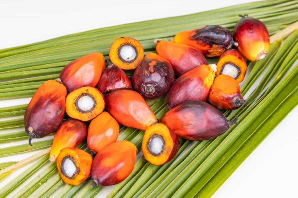 freshly harvested oil palm fruits on palm leaf