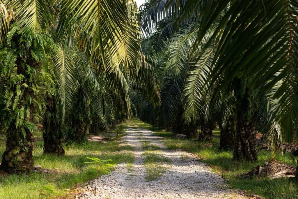 Palm trees at a Palm Oil Plantation