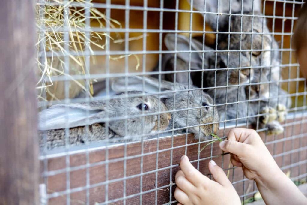 Rabbit Farming in the Philippines