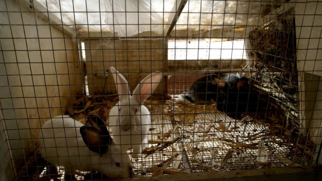 Rabbits in Metal Cage