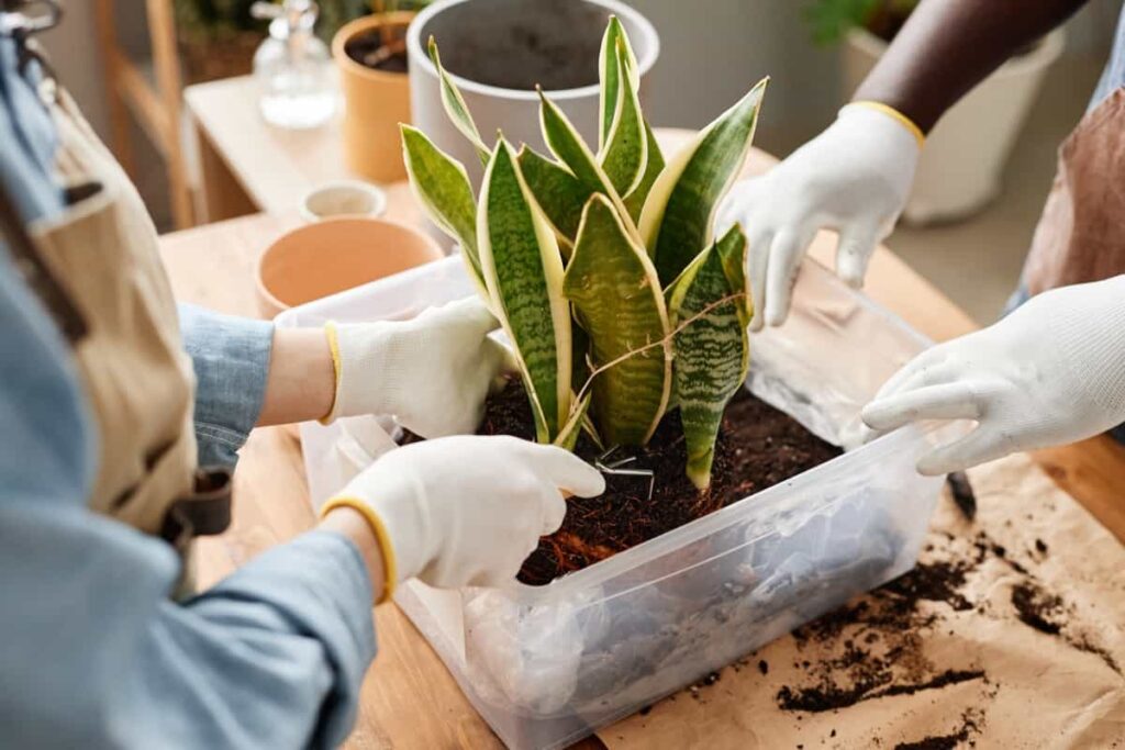 Snake Plant Care in Winter