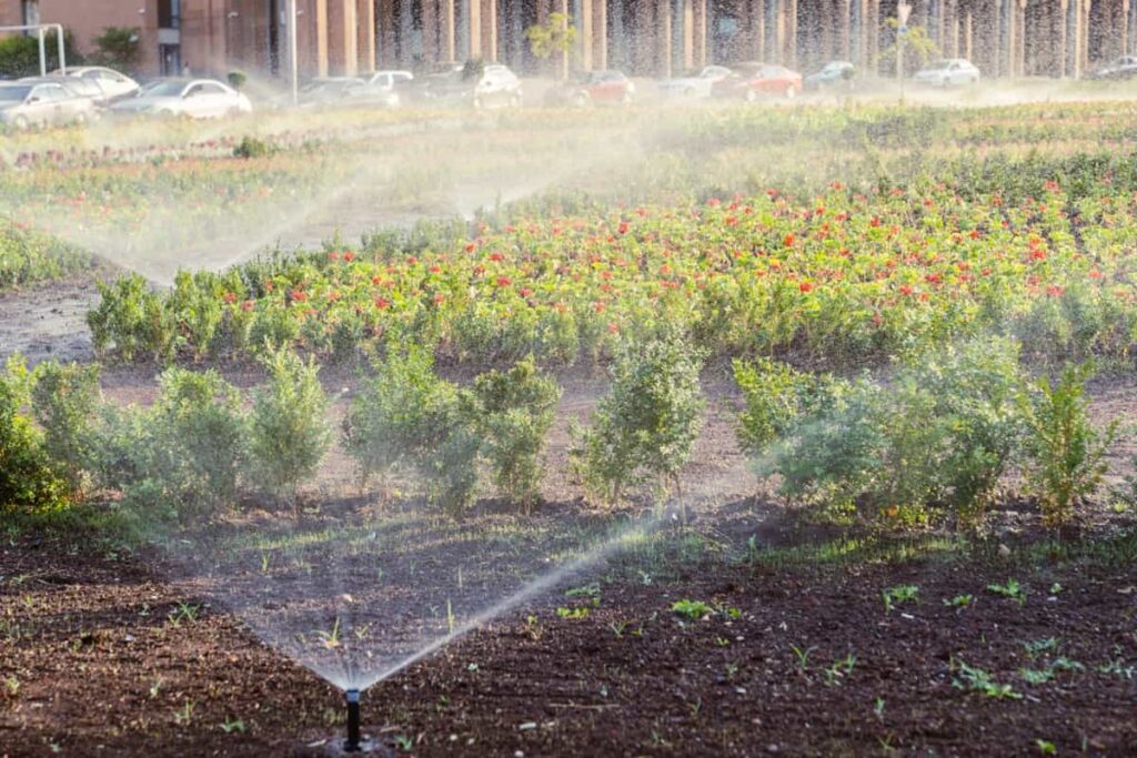 Sprinkler watering flower garden