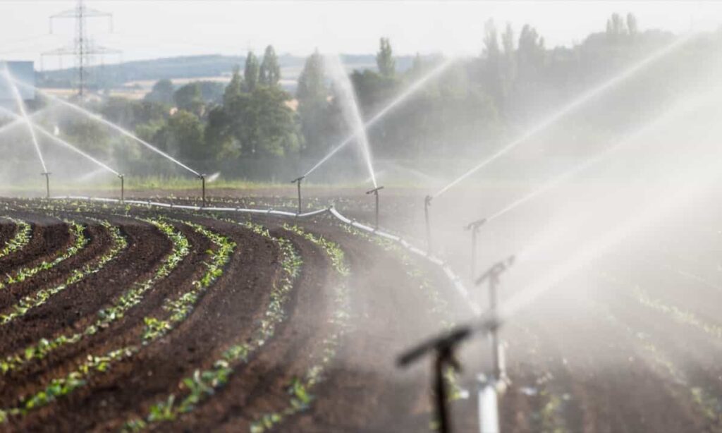 Watering crops with Irrigation system using sprinklers in a cultivated field