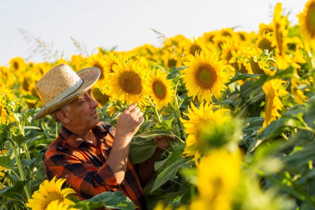 Sunflower Cultivation Cost
