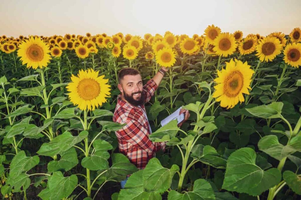 Cultivating Sunflower