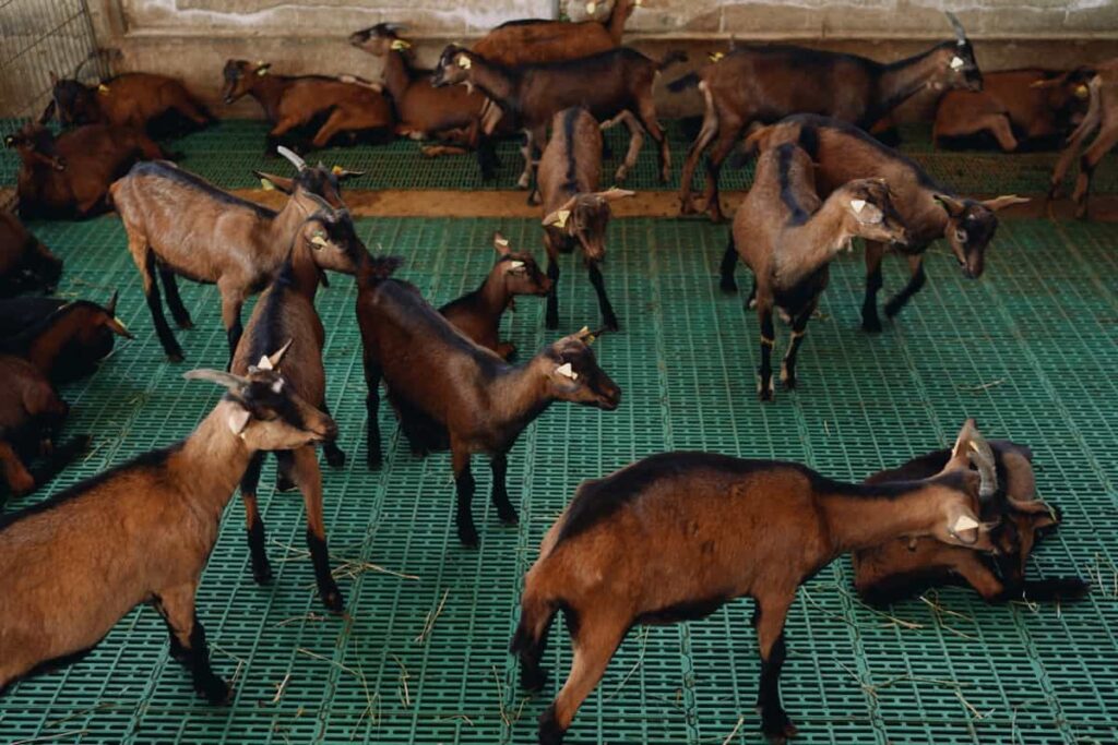 Telangana Goat Farming