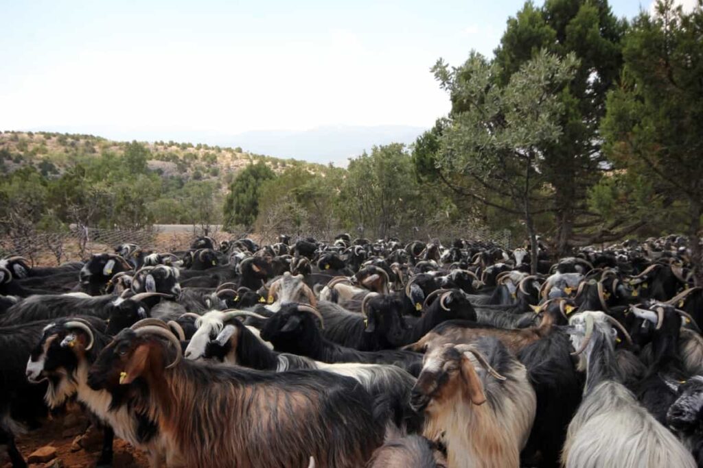 herd of goats grazing outside