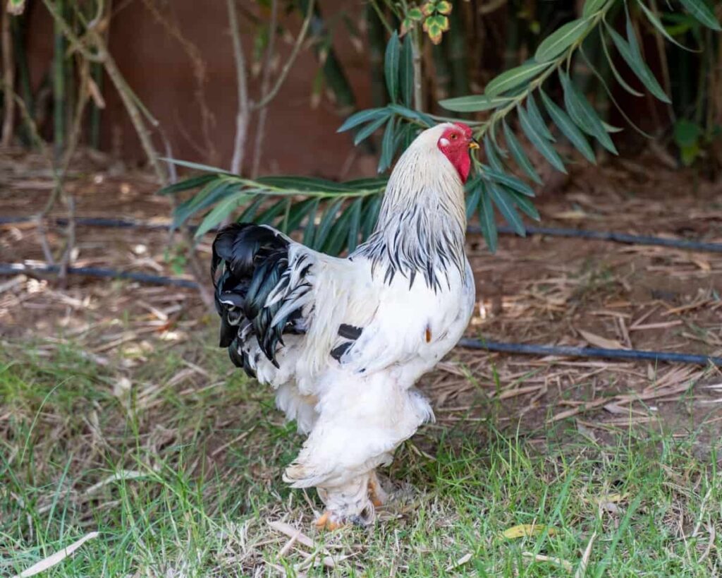 Top 10 Largest and Heaviest Chicken Breeds