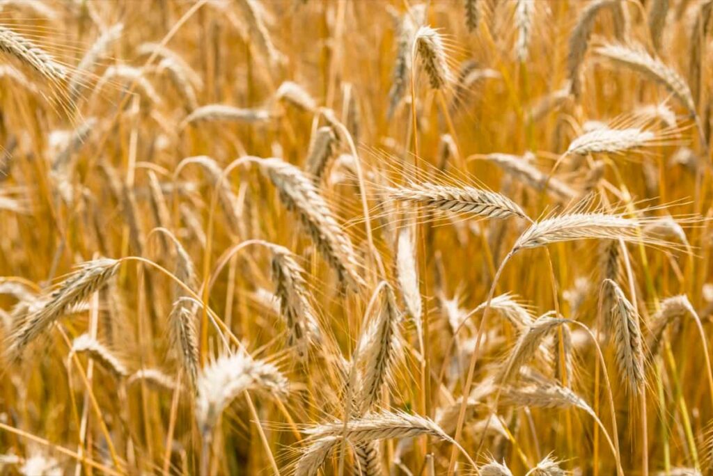 Wheat Cultivation Cost Per Acre