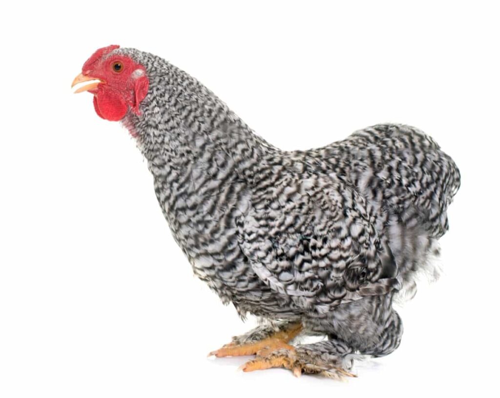 Wyandotte Chicken Breed